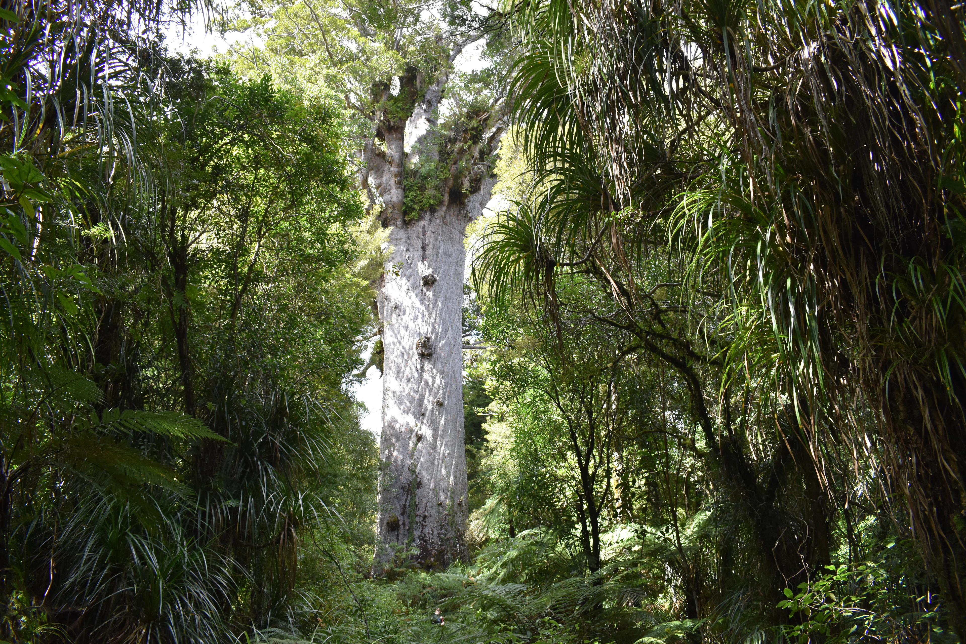 The massive pale trunk of the kauri Tāne Mahuta among dense forest in Waipoua