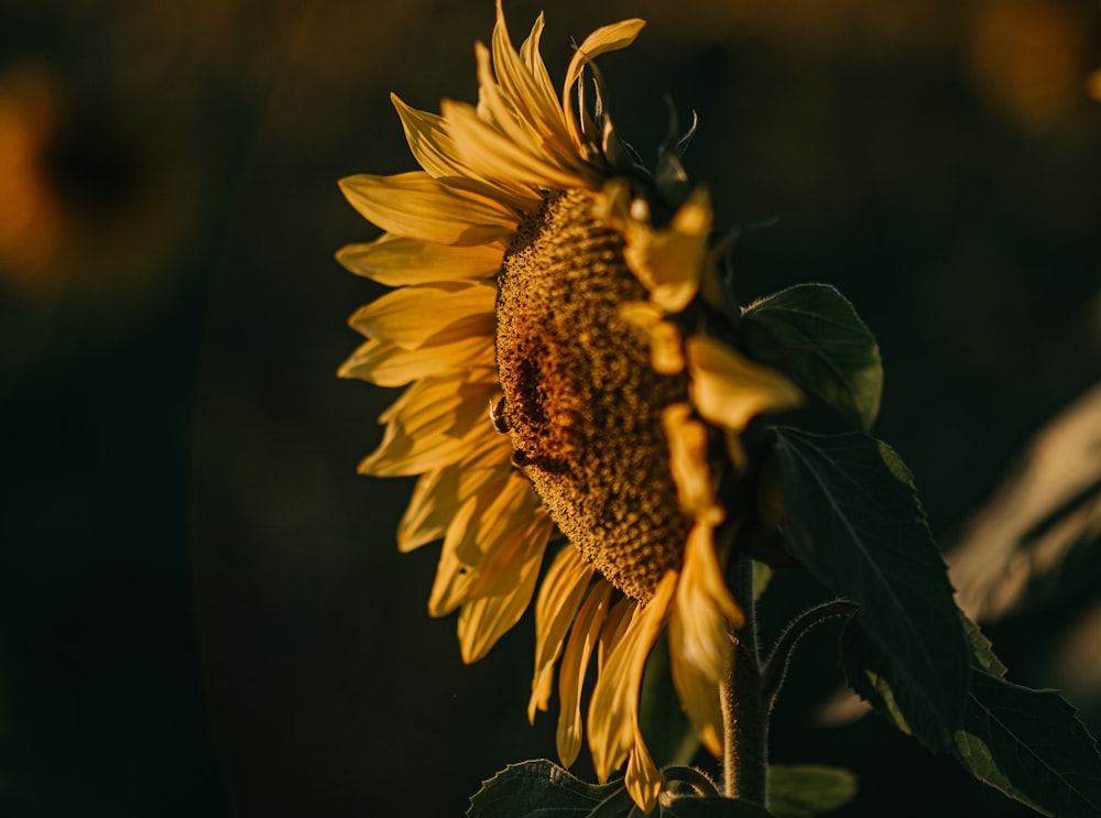 yellow sunflower in close up photography