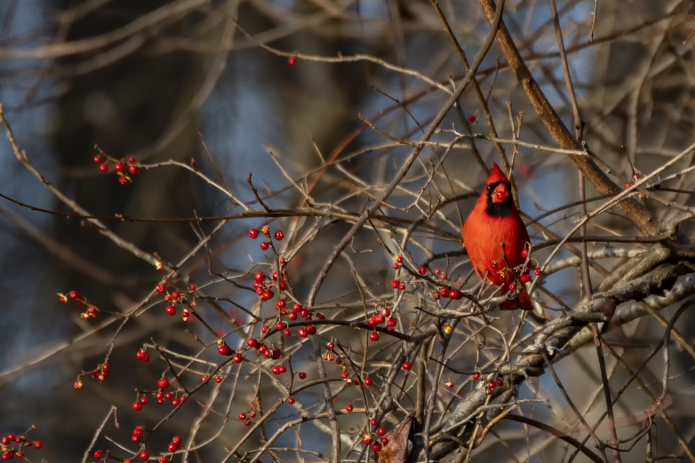 red cardinal bird perched on brown tree branch during daytime
