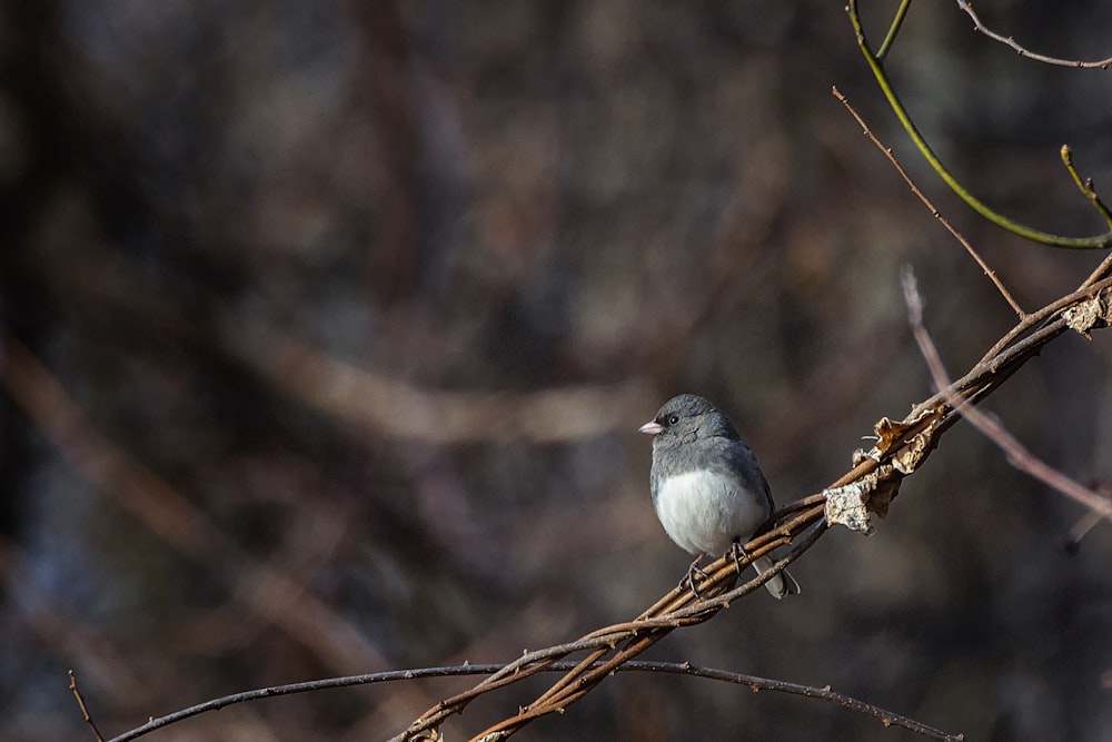 gray bird on brown tree branch