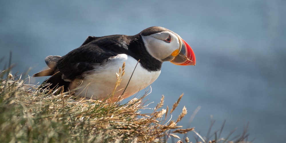 white and black bird on brown grass