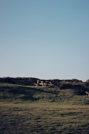 A wooden picnic table sits on a grassy hill under a clear blue sky. The horizon is lined with shrubs and low trees, creating a serene and natural landscape.