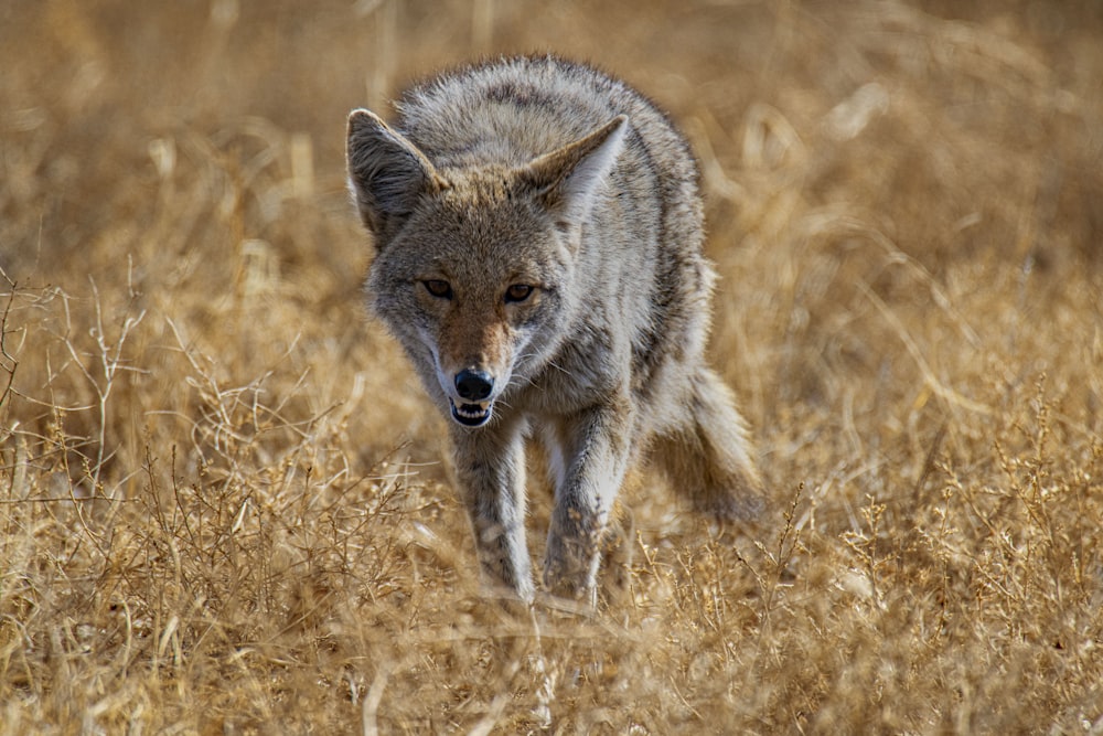 black and white fox on brown grass field during daytime