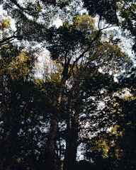 A vibrant photograph of a dense Goan forest with sunlight filtering through the canopy.