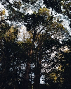 Drone photo of a lush green forest canopy with sunlight filtering through.
