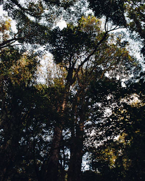 A vibrant photograph of a dense Goan forest with sunlight filtering through the canopy.