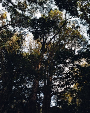 Photo of a lush tropical forest in South Kalimantan with sunlight filtering through the trees.
