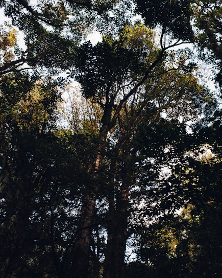 Photo of a lush tropical forest in South Kalimantan with sunlight filtering through the trees.