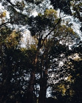 The image captures a dense forest canopy with sunlight filtering through the leaves. The scene is filled with tall trees and a variety of foliage, creating a lush and natural setting.