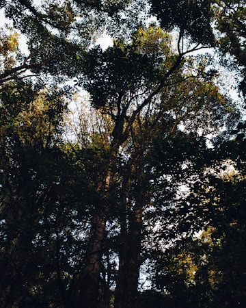 The image captures a dense forest canopy with sunlight filtering through the leaves. The scene is filled with tall trees and a variety of foliage, creating a lush and natural setting.