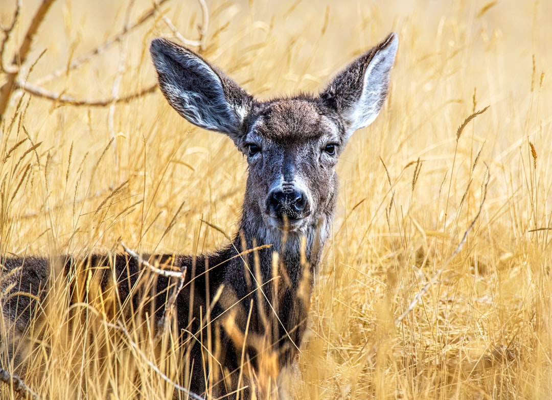 brown deer on brown grass field during daytime