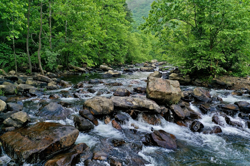 Graue Felsen am Fluss tagsüber