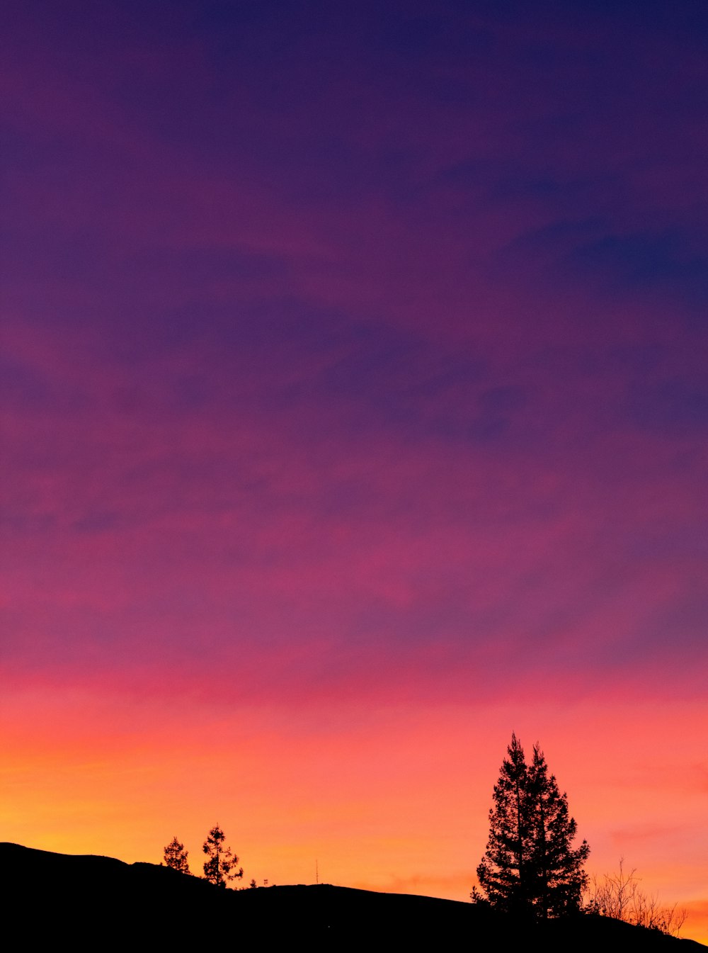 green tree under purple sky