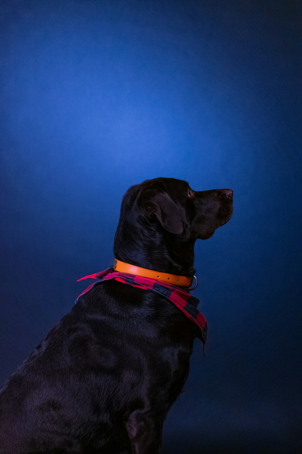 black labrador retriever with red collar