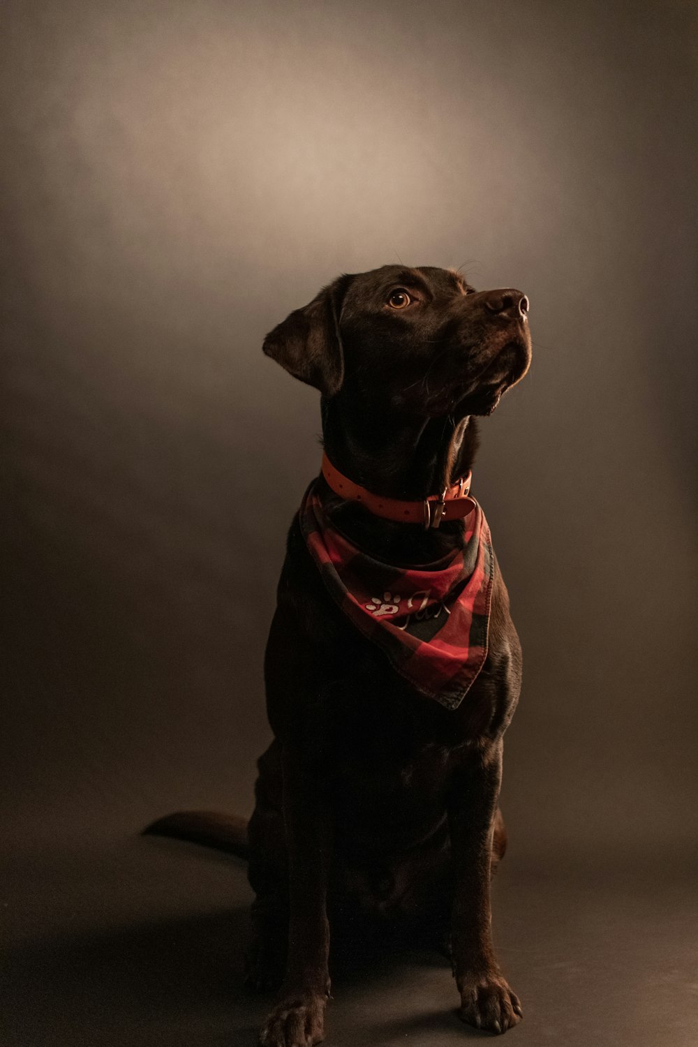 black labrador retriever with red scarf