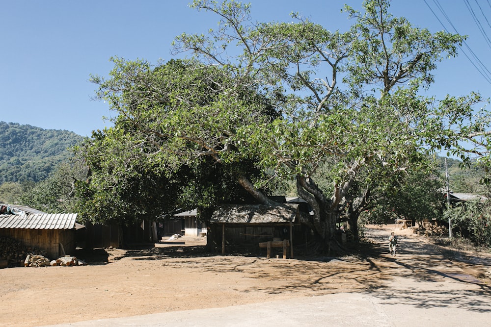 a dirt road next to a tree and a building