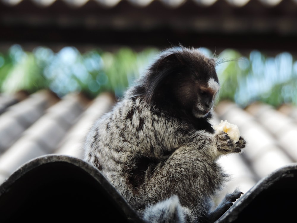 brown and gray monkey eating banana