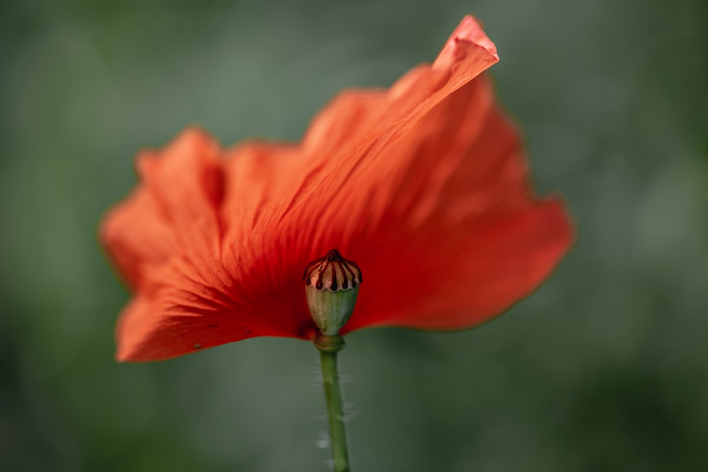 red flower in tilt shift lens