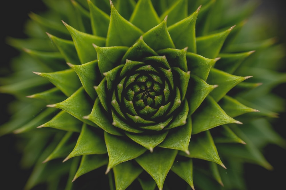 green plant in close up photography