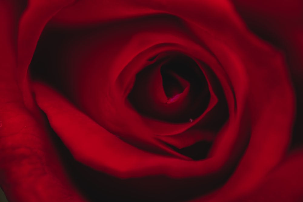 rosa rossa in primo piano fotografia