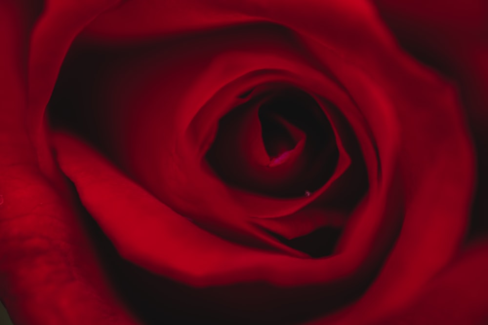 red rose in close up photography