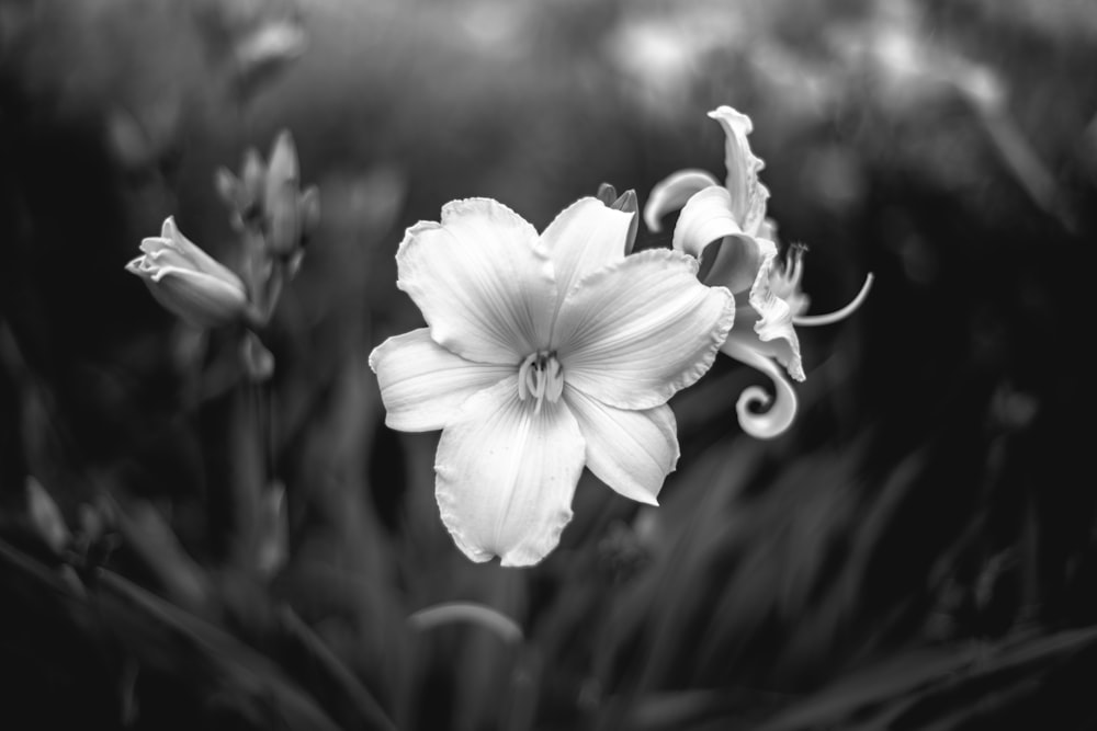 Photo en niveaux de gris de fleur blanche