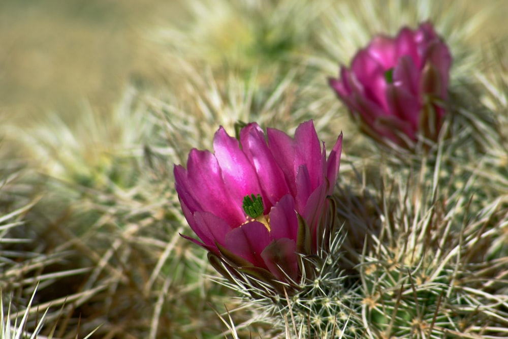 purple flower on brown grass