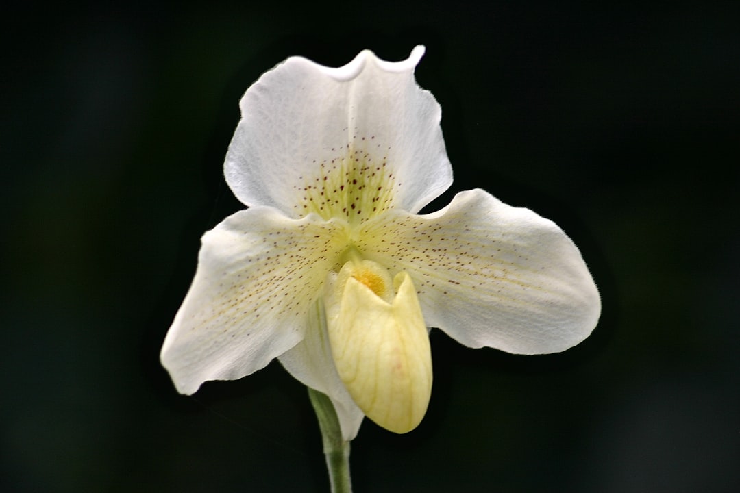 white and yellow flower in close up photography