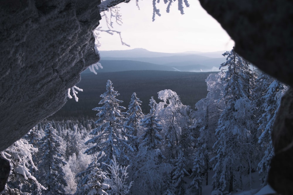 snow covered pine trees during daytime