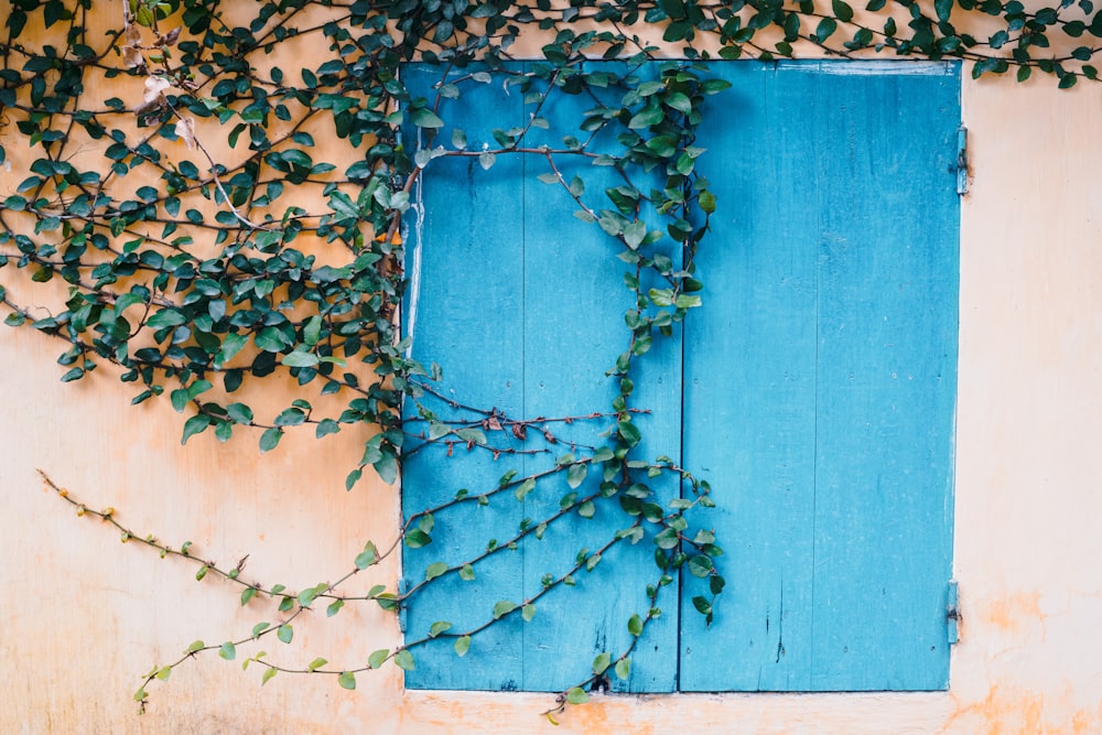 blue wooden door with brown leaves