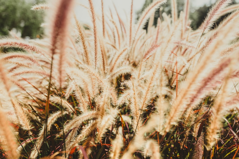 brown wheat field during daytime