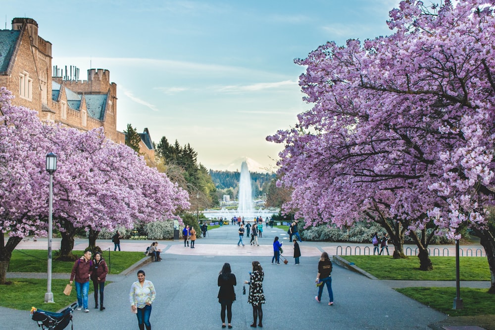 people walking on park with purple leaf trees and water fountain during daytime