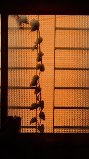 A vine climbs up a textured glass window, through which warm light filters, casting intricate shadows and patterns. The leaves are silhouetted against the orange glow, creating a serene and earthy ambiance.