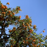 A delivery truck loaded with freshly picked oranges, set against a clear blue sky.