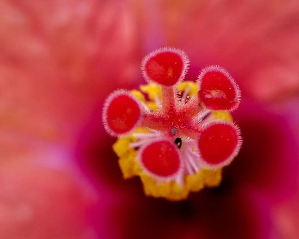 yellow and red flower in macro lens