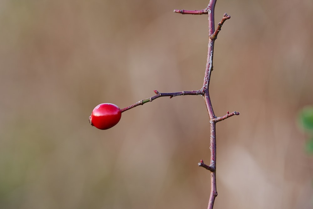 red round fruit on brown tree branch