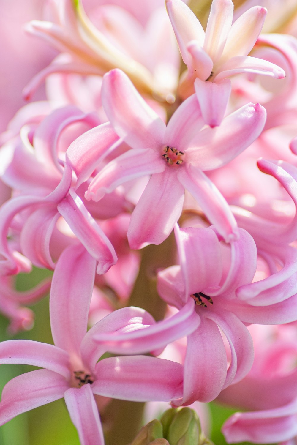 매크로 사진의 분홍색과 흰색 꽃