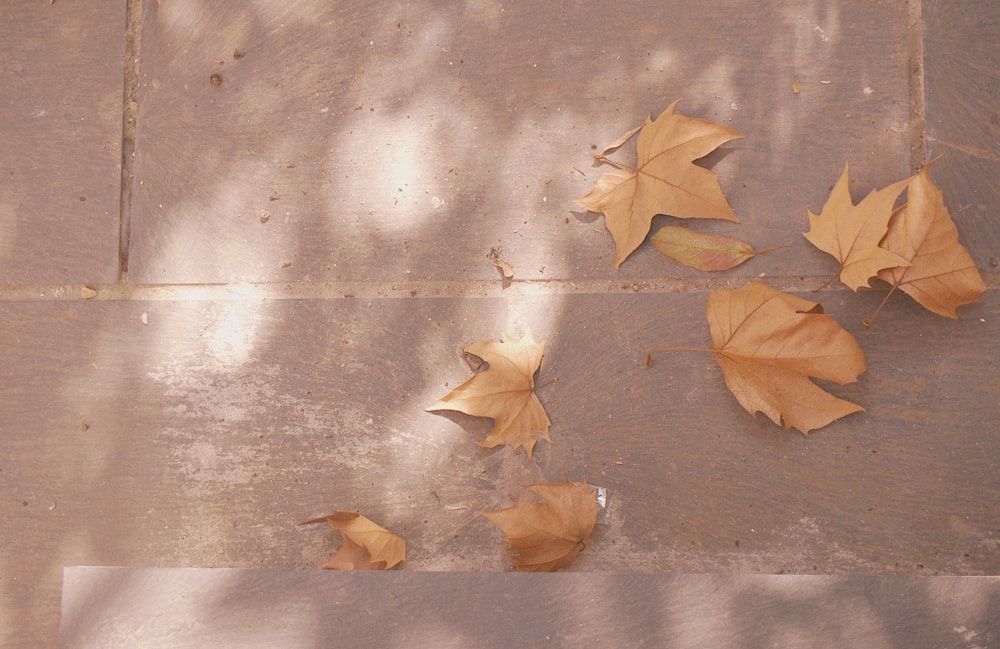 brown dried leaves on gray concrete floor