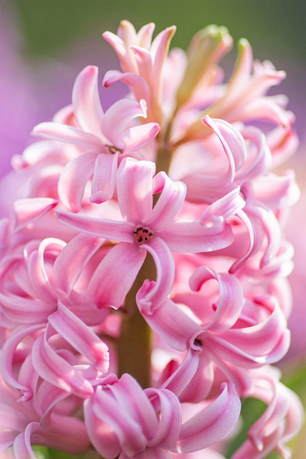 pink and white dahlia in bloom close up photo