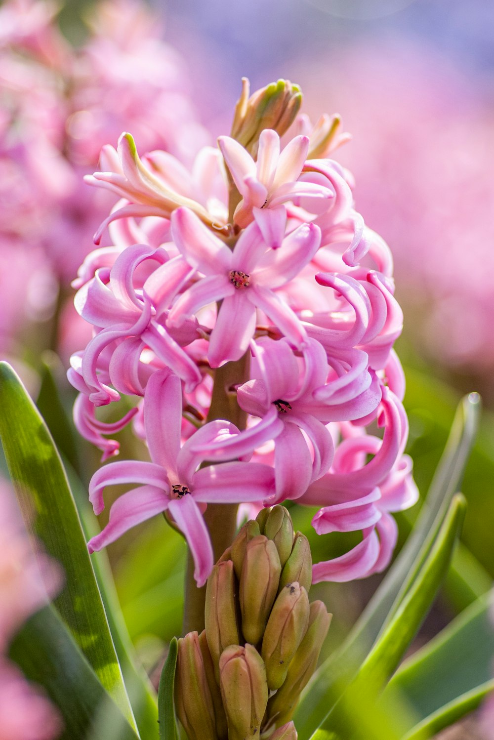 매크로 샷의 분홍색과 흰색 꽃