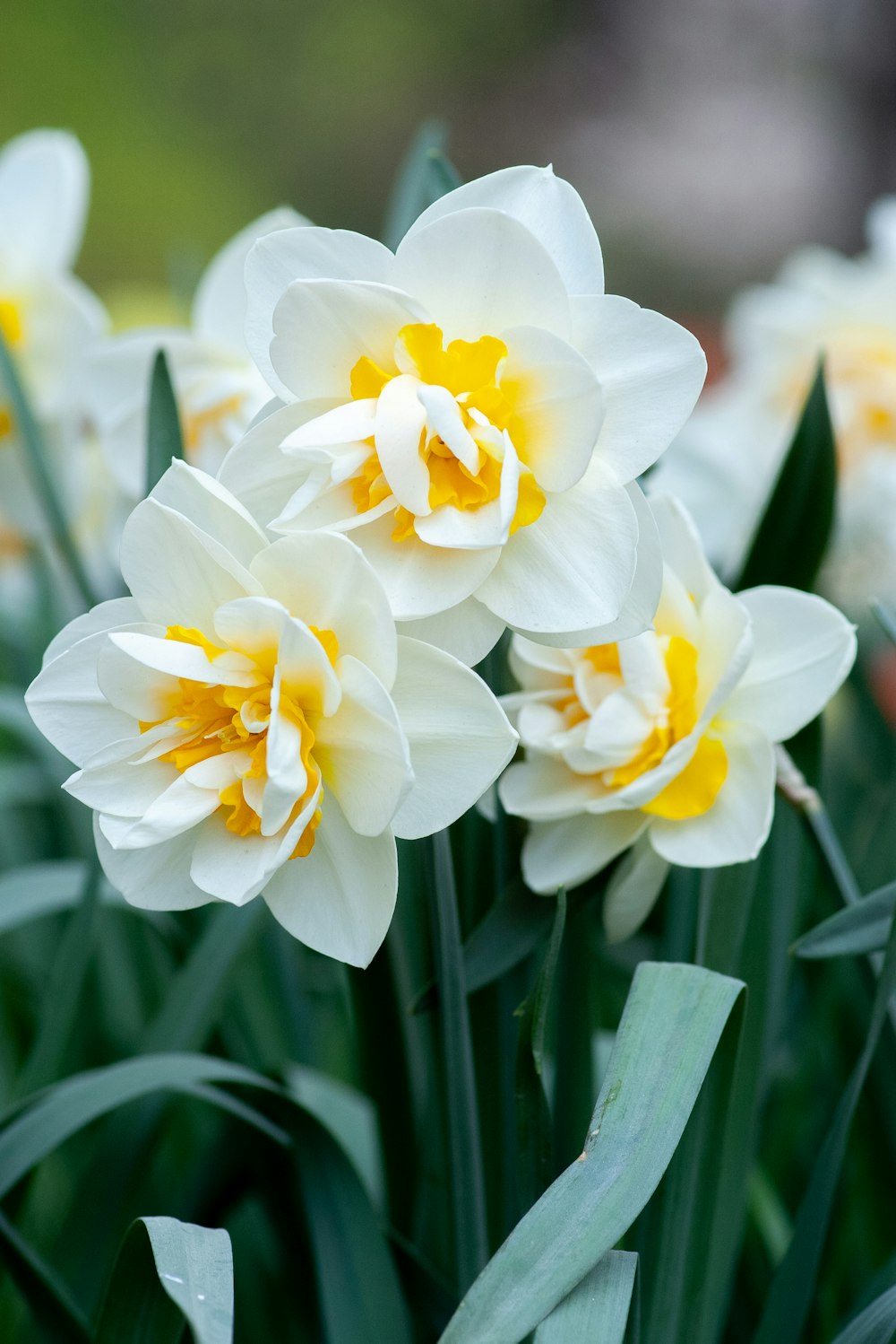 narcisos blancos y amarillos en flor durante el día