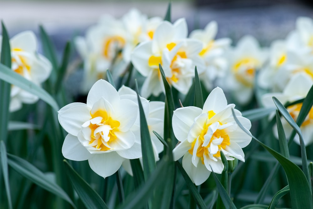 narcisos brancos e amarelos em flor durante o dia
