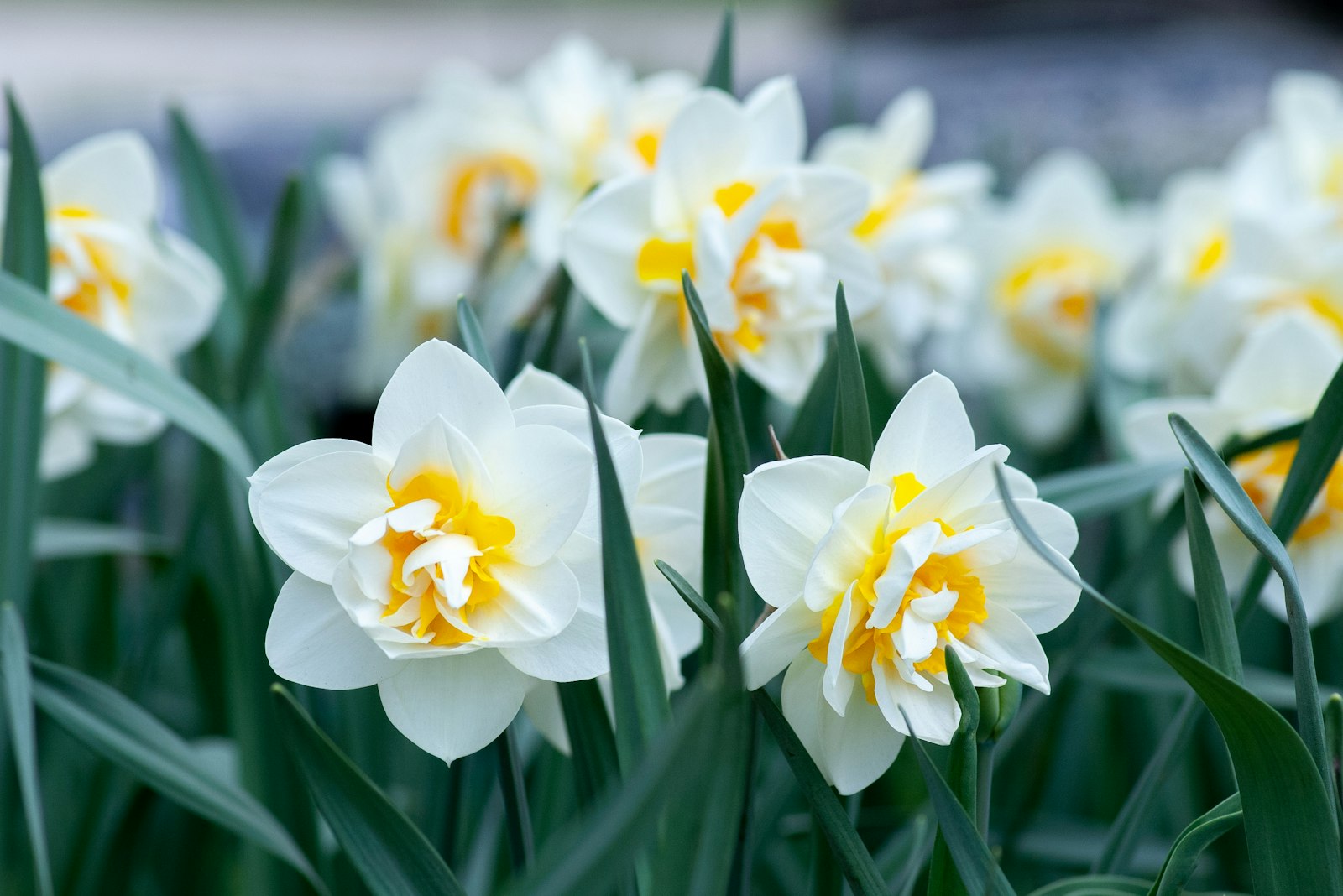 Pentax K100D Super sample photo. White and yellow daffodils photography