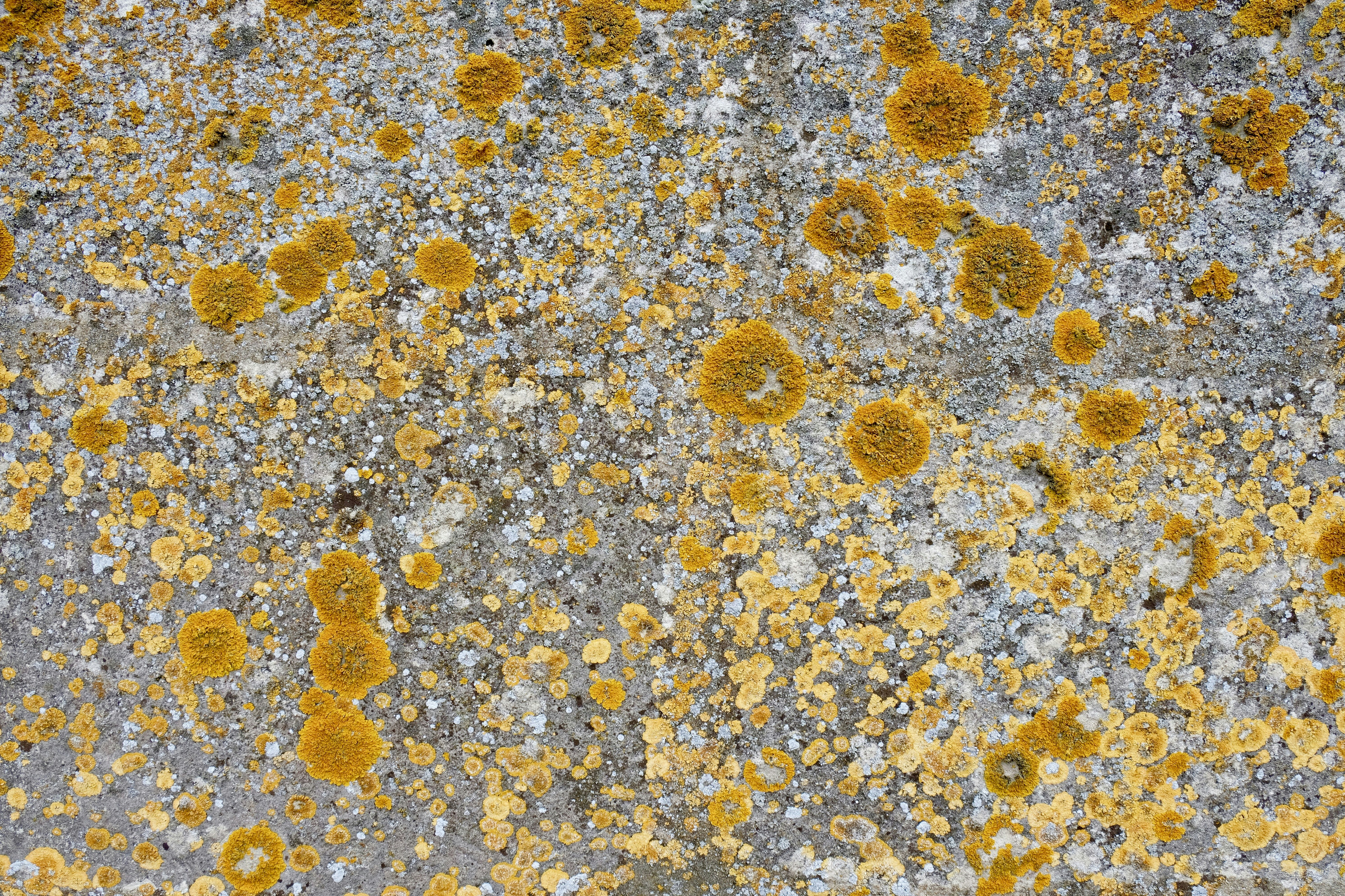 brown and white abstract painting