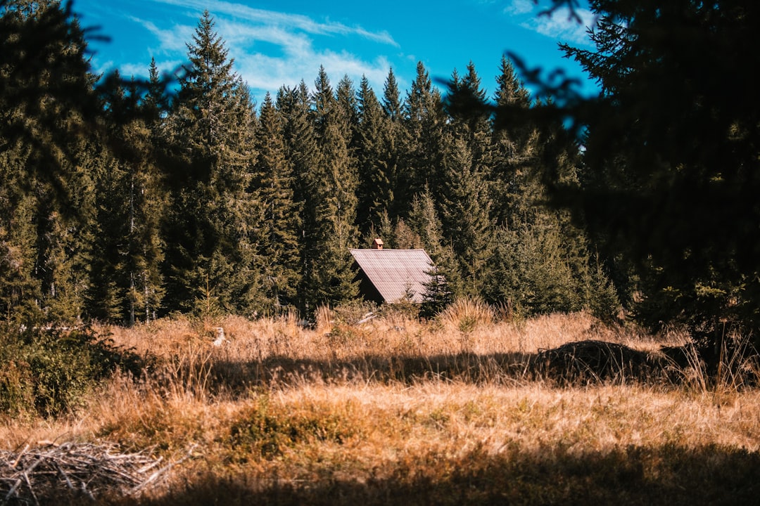 brown wooden house in the middle of the forest