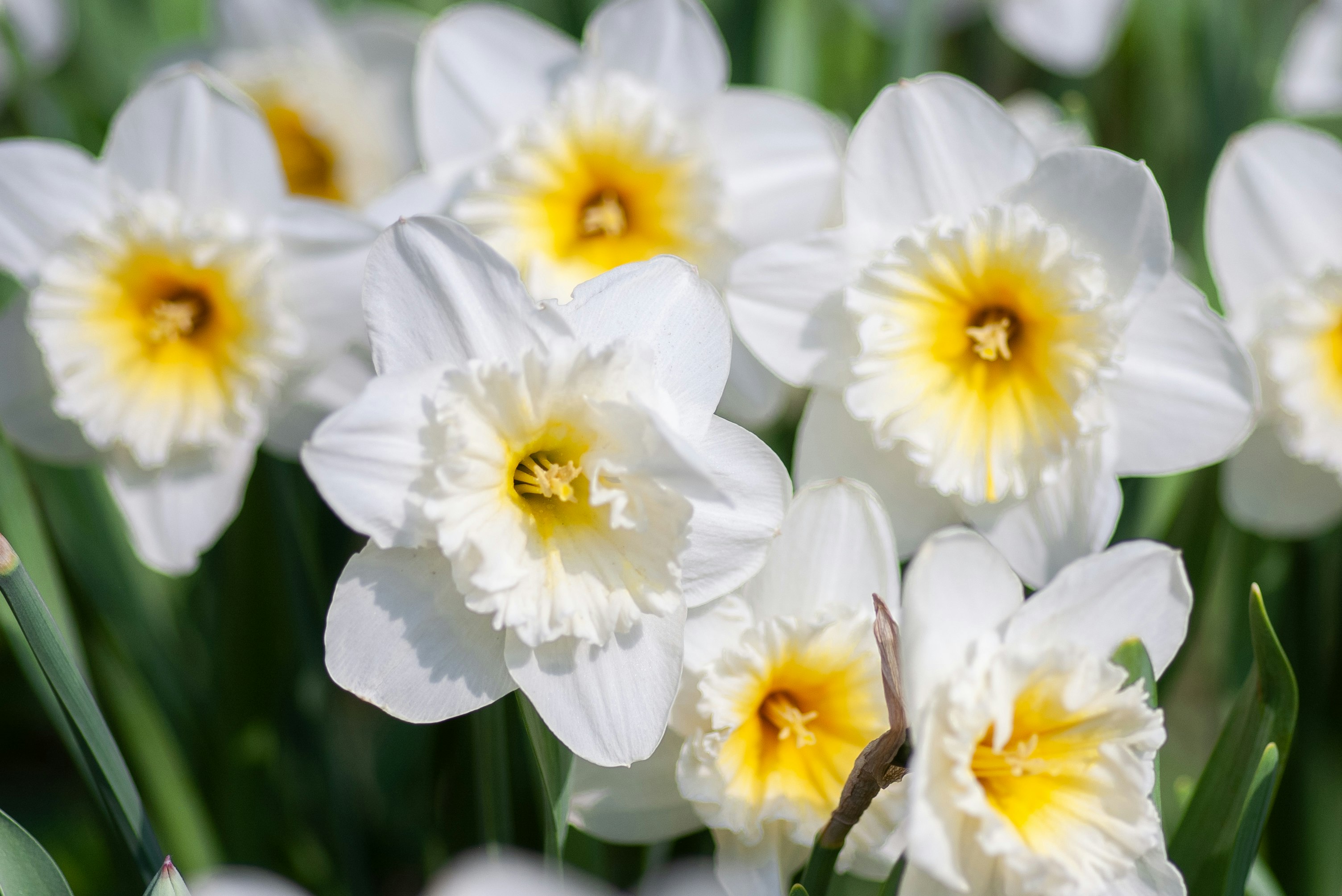 white and yellow daffodils in bloom during daytime