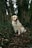 yellow labrador retriever on brown dried leaves