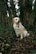 yellow labrador retriever on brown dried leaves