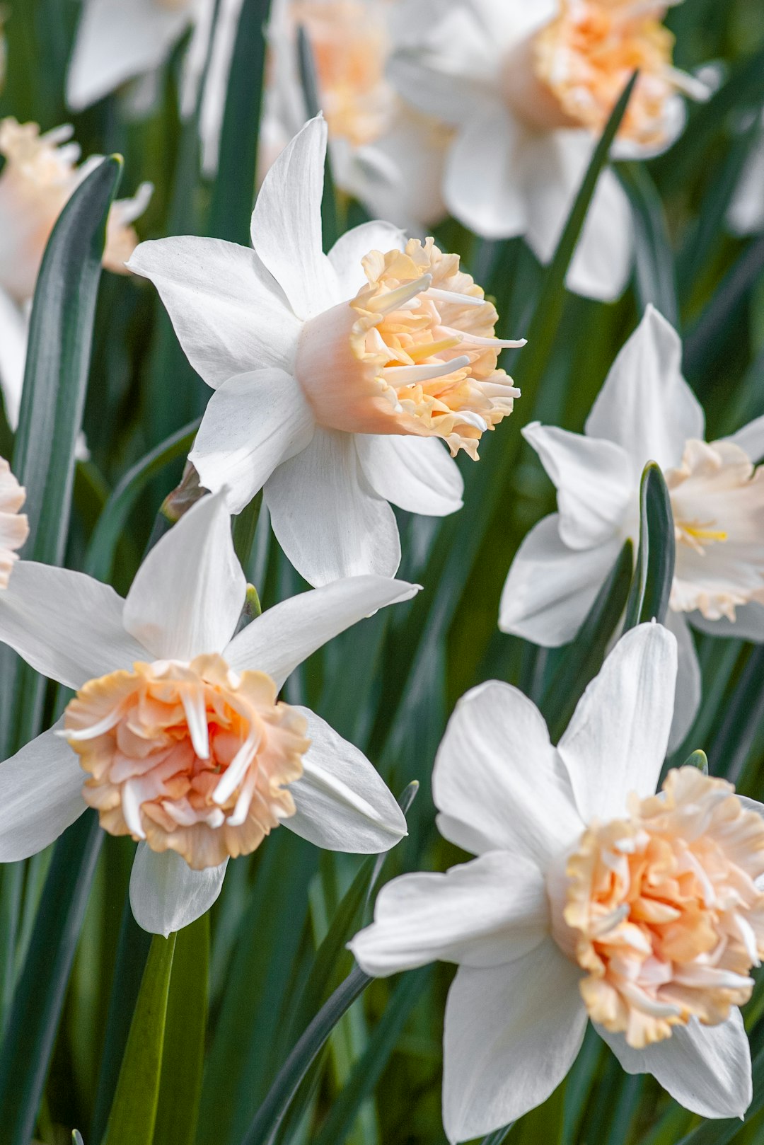 white and orange flower in close up photography