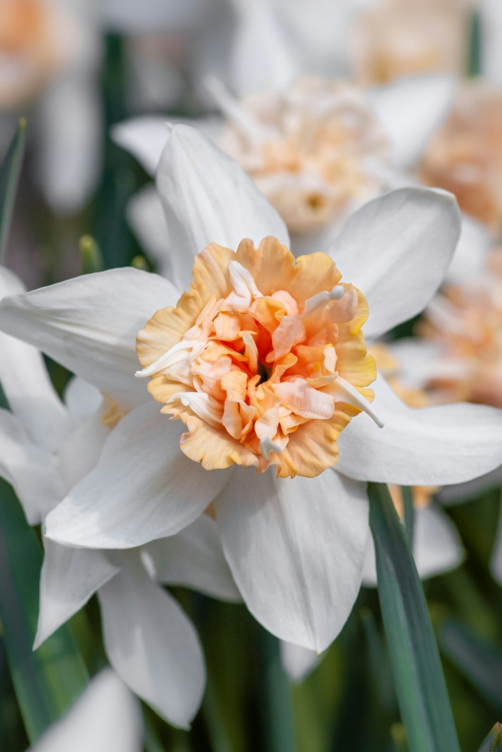 매크로 샷의 흰색과 주황색 꽃